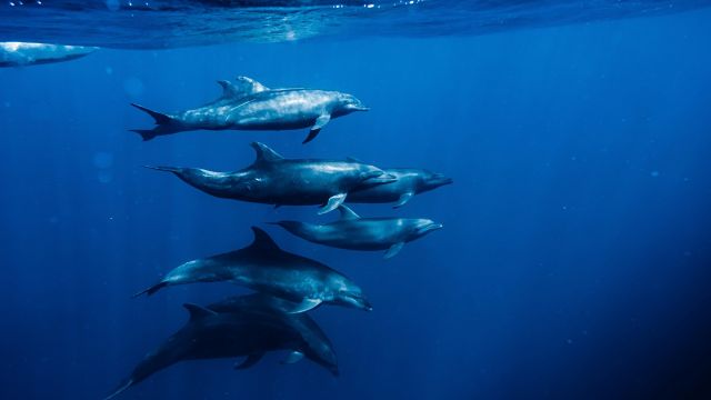 Talk: Queer perspectives in natural history films