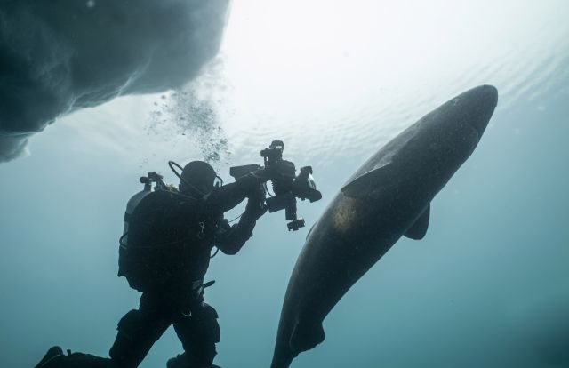 Sharks, Camera, Action!